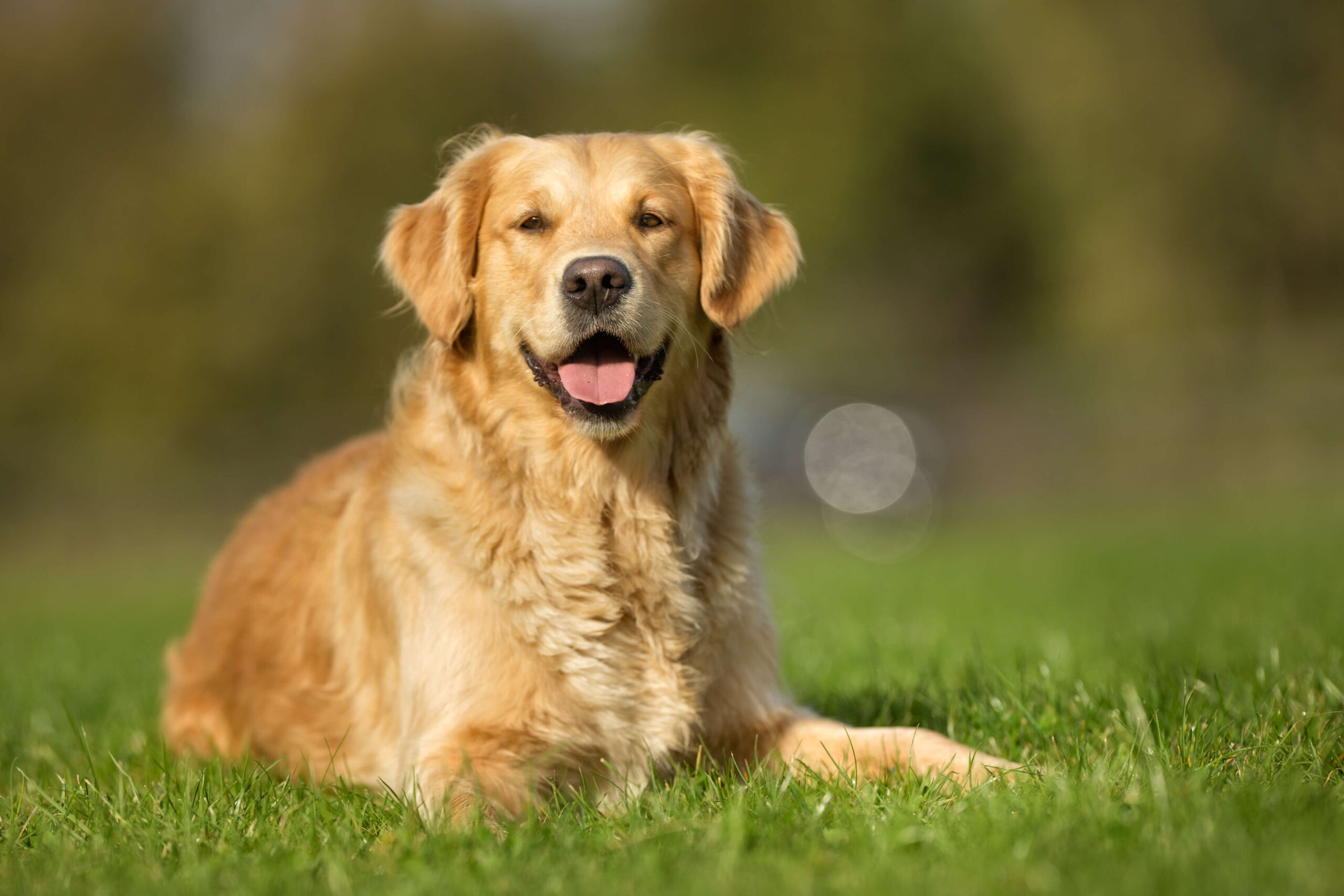 Dog relating in the sunshine on this pet friendly holiday in Ireland © Adobe Stock