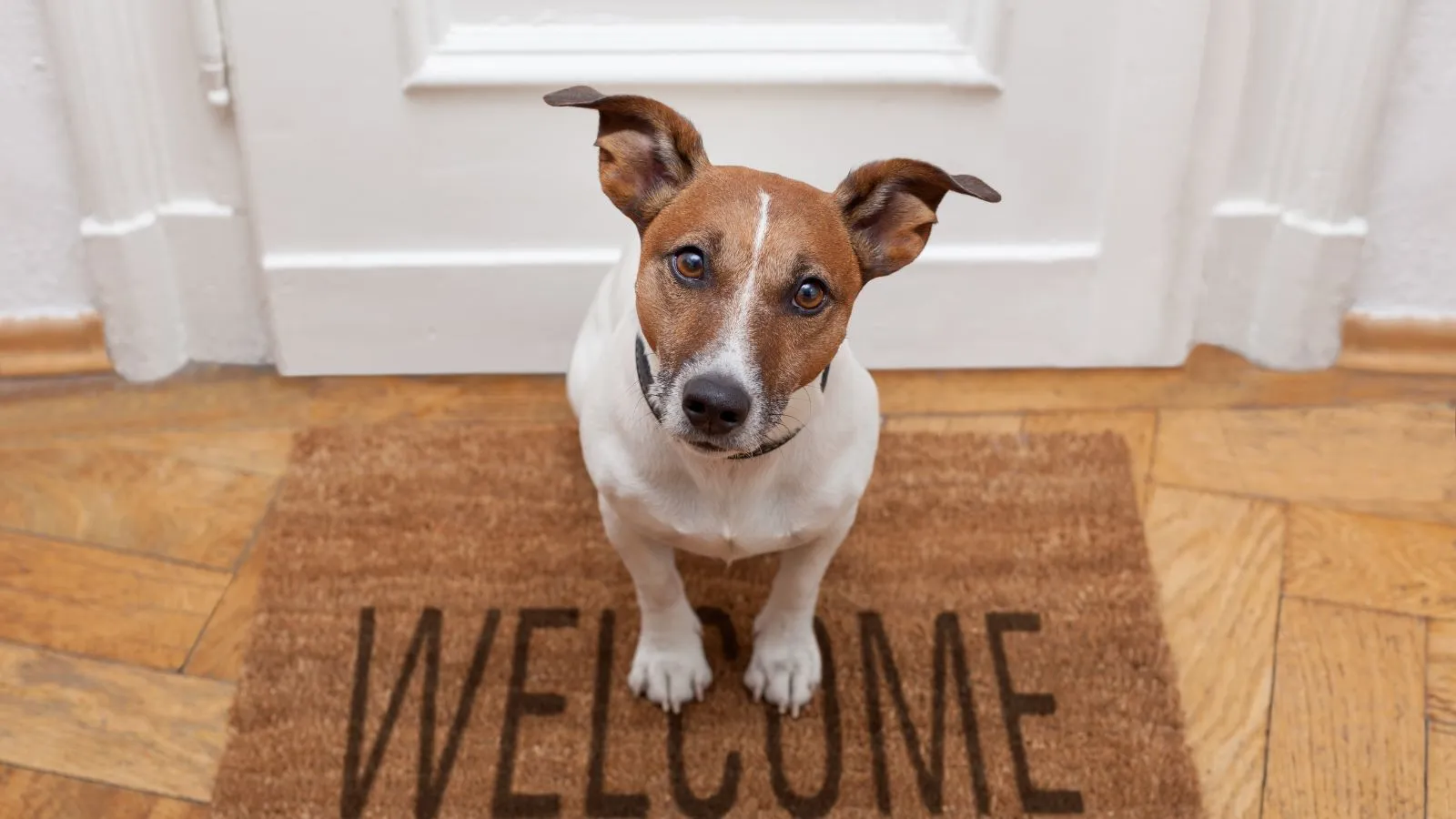 Holiday Idea - Dog-friendly Holiday Homes