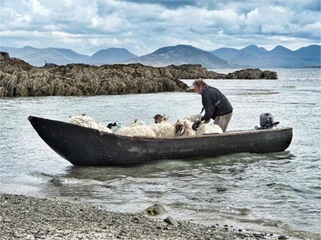Man on the boat full of sheeps, Galway Gaeltacht