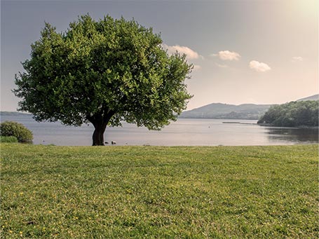 Single tree by a lake, warm sunny day, cloudy sky, Lough Derg, County Tipperary, Ireland