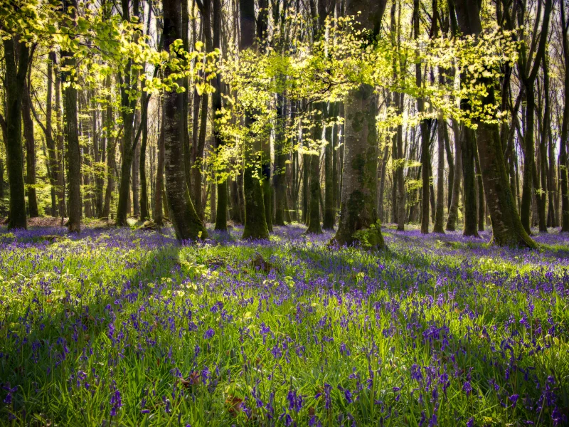 Annual display of Bluebells in Emo Court in County Laois © Adobe Stock