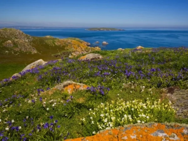 View of the green fields and the sea in the background, coastal Holiday Homes in County Wexford