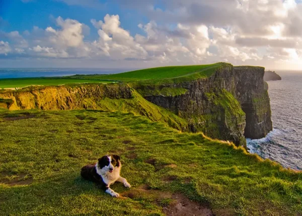 Dog enjoying views of the Cliffs of Moher in County Clare Ireland © Failte Ireland