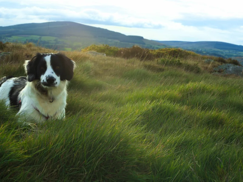 Cute collie dog lying on a greenfield against a mountain landscape in Wicklow - dog-friendly holiday homes in County Wicklow, Ireland