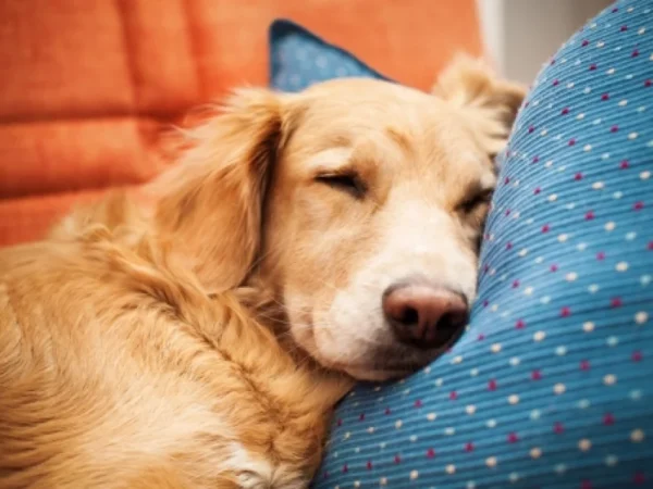 Dog sleeping, dog-friendly holiday homes in County Wexford