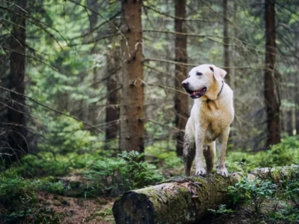 Dog in the woods; pet friendly holiday homes in County Tipperary, Ireland