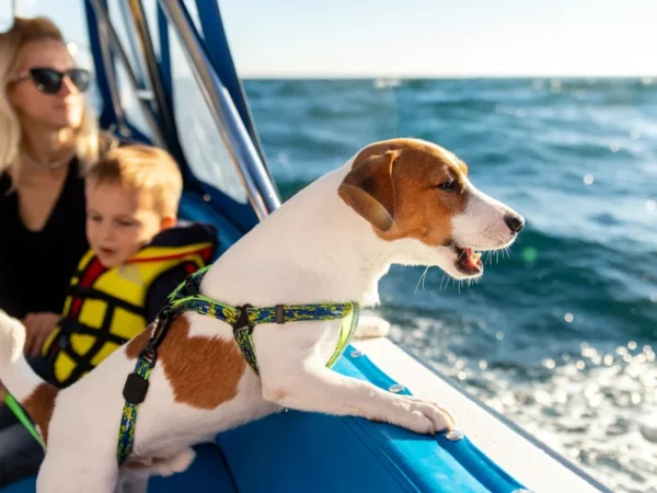 Dog enjoying a family holiday and river cruise in Kilkenny © Adobe Stock