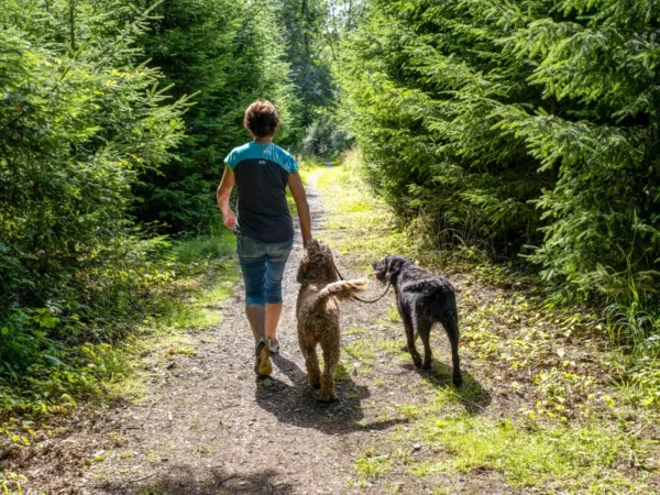 Holidaymaker bring their dogs on a walk in Portumna Forest Park in Galway © Destination Lough Derg