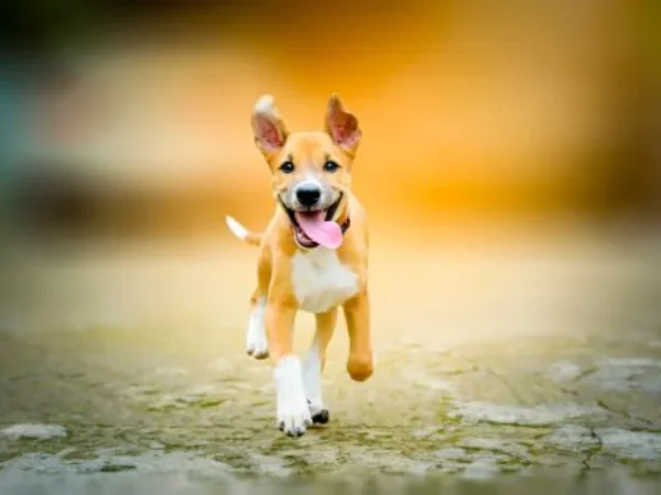 Cute puppy running, dog-friendly holiday homes in County Waterford, Ireland.