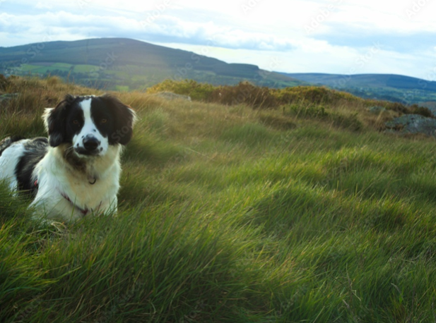 Cute collie dog lying on a greenfield against a mountain landscape in Wicklow - dog-friendly holiday homes in County Wicklow, Ireland