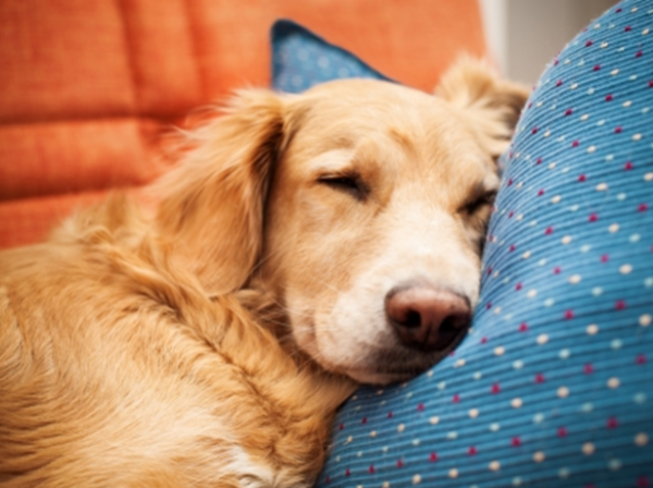 Dog sleeping, dog-friendly holiday homes in County Wexford