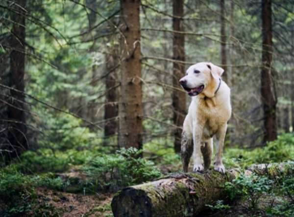Dog in the woods; pet friendly holiday homes in County Tipperary, Ireland.