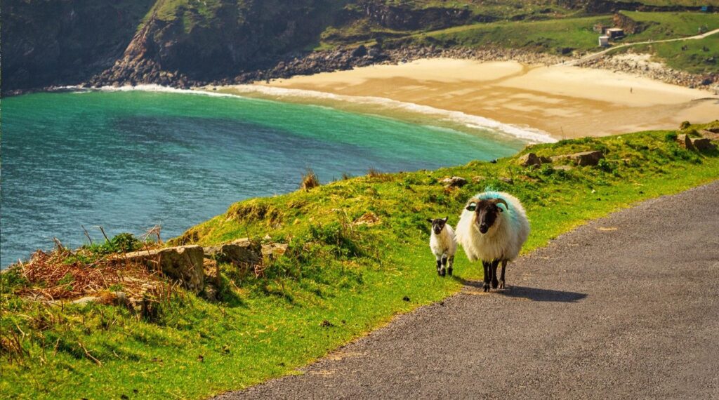 Sheep enjoying a walk near Keen Beach Achill Island In Mayo
