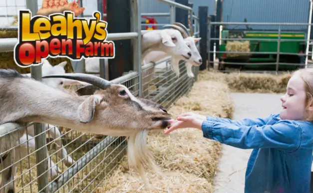 Girl enjoying feeding the goats at Leahy's Open Farm