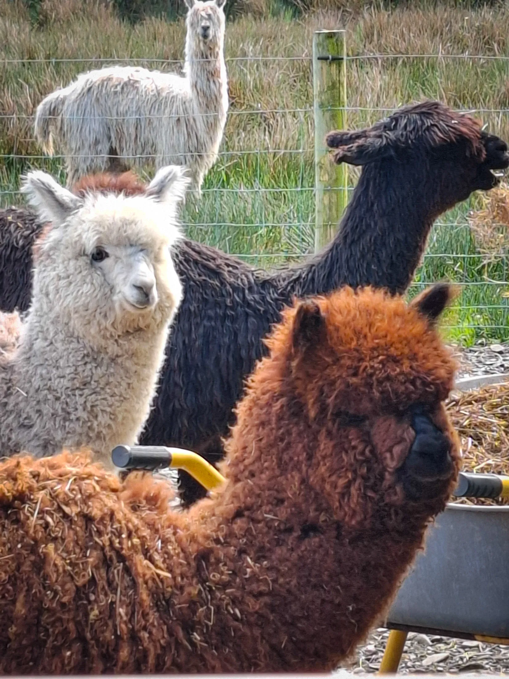 Flying Alpaca in KIlkee, Co. Clare