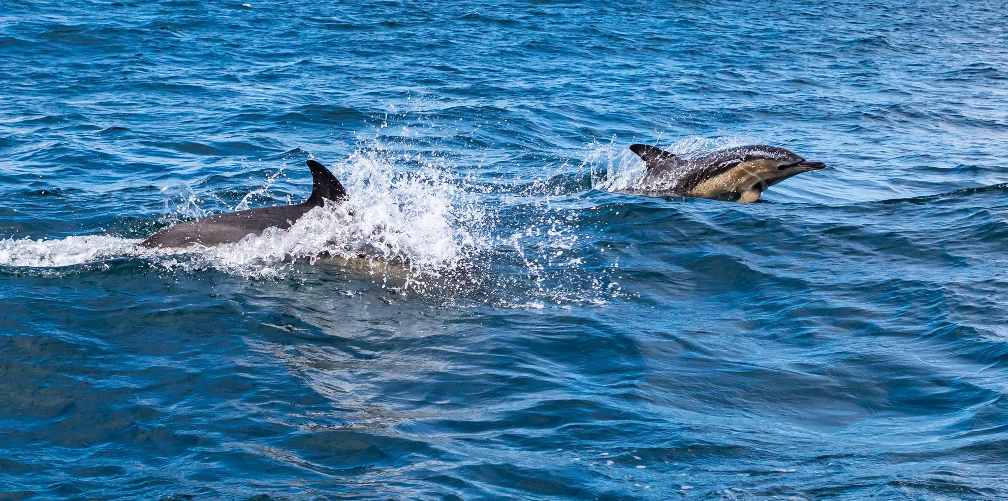 Dingle Dophin Boat Tours - Source Dingle Dolphin Boat Tours Facebook Page