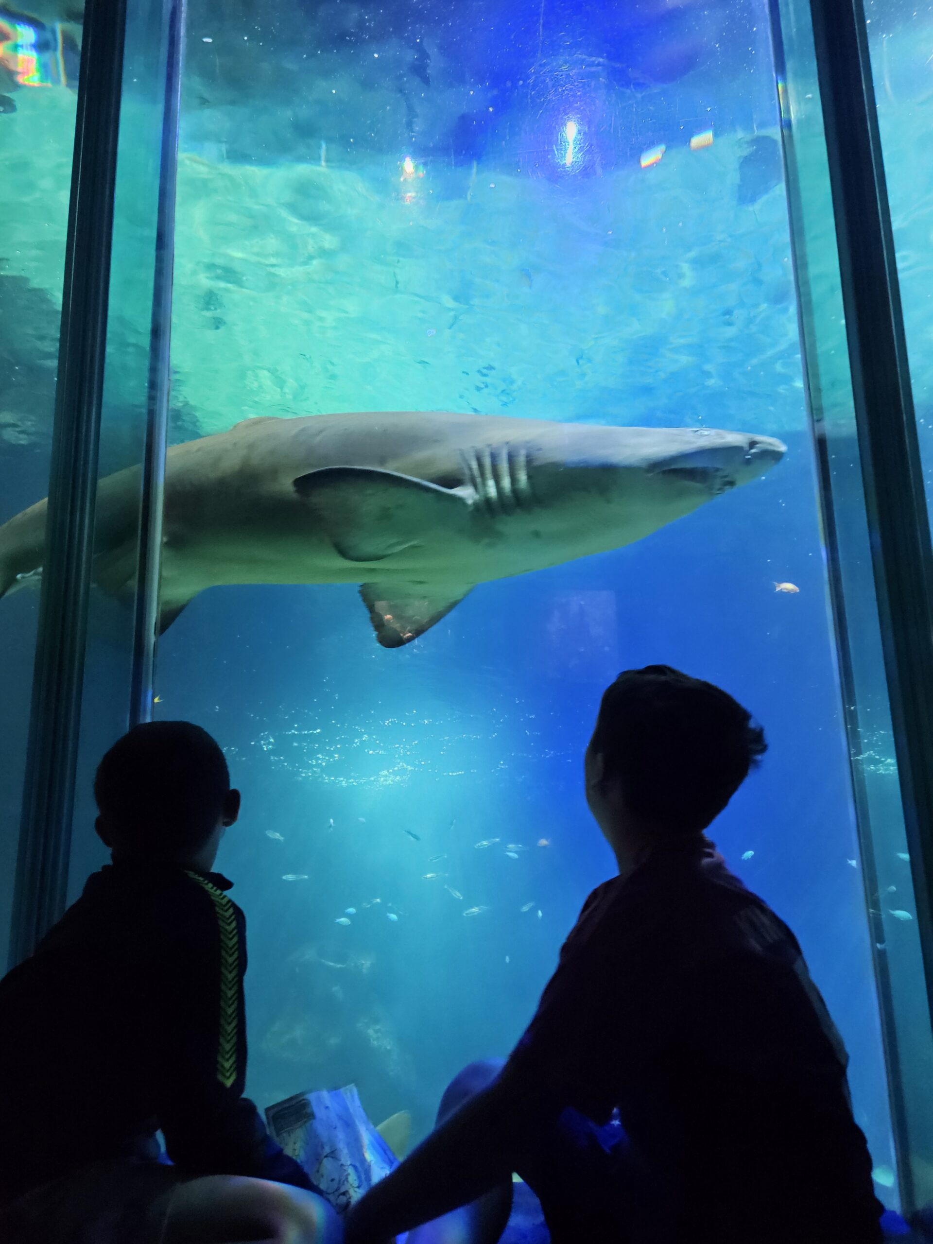 Dingle Aquarium, Co. Kerry