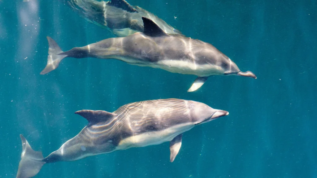 Dingle Attractions - Dingle Dolphin Boat Tours