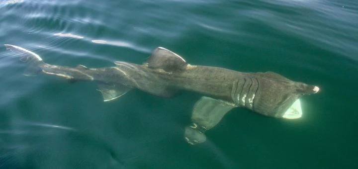Dingle Dolphin Boat Tours wildlife