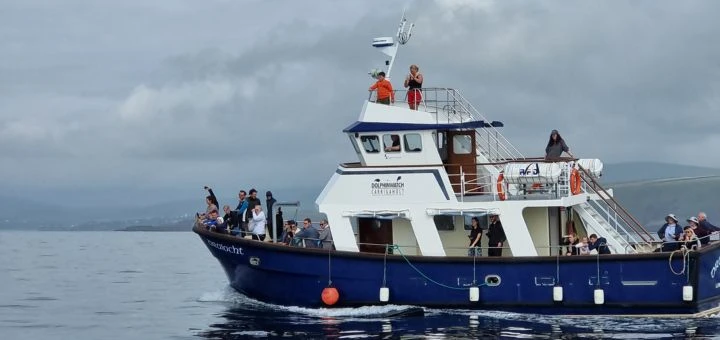 Dingle Dolphin Boat Tours