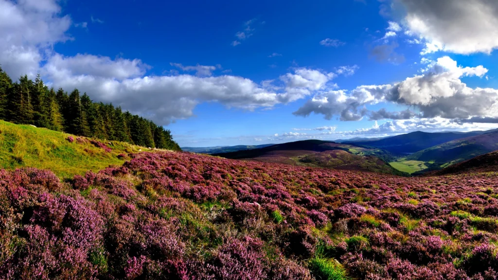 About Us - About Trident Holiday Homes​