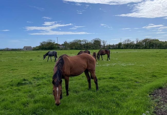 InishHolidayCottageMillRoadFarKilmoreQuayWexford4