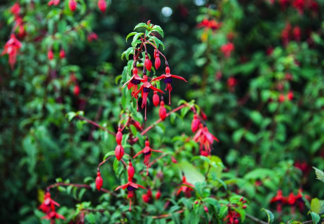 SkelligFuchsiaLodgeBallinskelligs-02